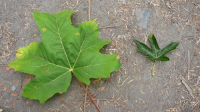 For comparison, a leaf from a healthy bigleaf maple tree (left) is placed next to a leaf from a dying tree (right). (Jacob Betzen, University of Washington)