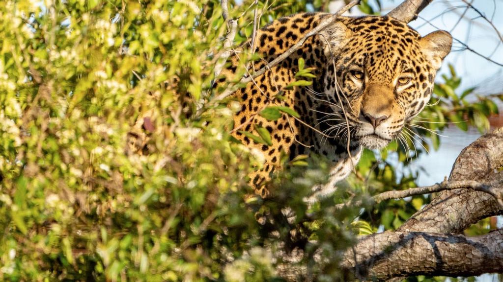 VIDEO: Hope For Once-Extinct Jaguars In Argentina After Female Released Into Wild
