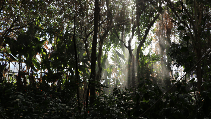 Scientists Test ‘Rainforest Under Glass’ For Stress Reactions To Drought