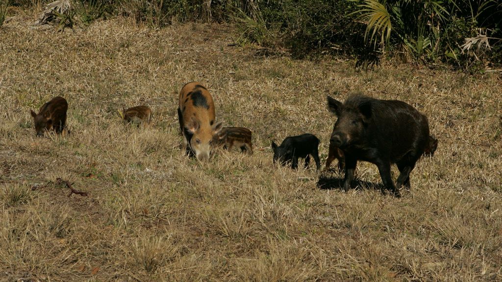 Snout Of Line: Trackers On Wild Pigs Show That Weather May Help Predict Their Movements