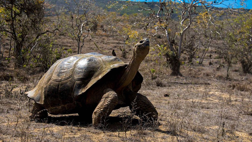 Four New Viruses Discovered In Galapagos Tortoises After COVID-Style Tests