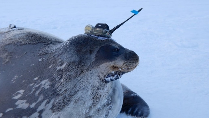 Weddell seals were fitted with sensors that transmitted data on the depth, conductivity and temperature of the water in the Antarctic Ocean. (Nobuo Kokubun)