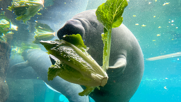 Seagrass Nursery To Serve Starving Manatees In Florida